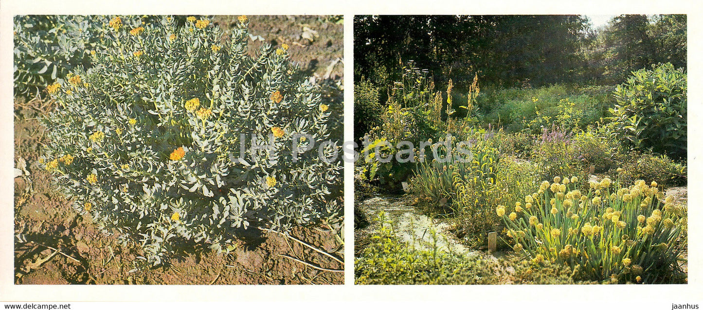 Rhodiola rosea - Siberian Botanical Garden - 1985 - Russia USSR - unused - JH Postcards
