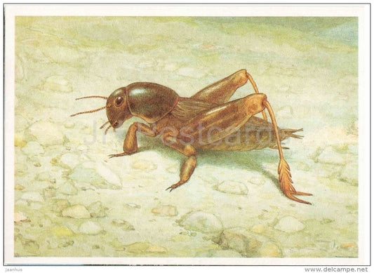 Tridactylus variegatus - Grasshopper - Cricket - insects - 1990 - Russia USSR - unused - JH Postcards