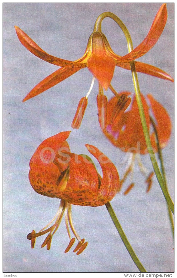Lilium pardalinum - flowers - Lily - Russia USSR - 1981 - unused - JH Postcards