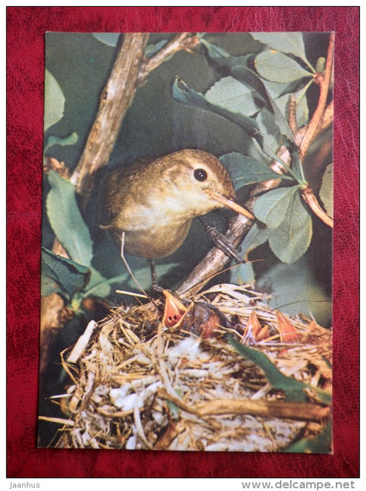Icterine Warbler - Hippolais icterina - birds - 1987 - Estonia - USSR - used - JH Postcards