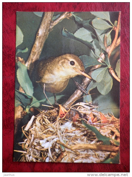 Icterine Warbler - Hippolais icterina - birds - 1987 - Estonia - USSR - used - JH Postcards