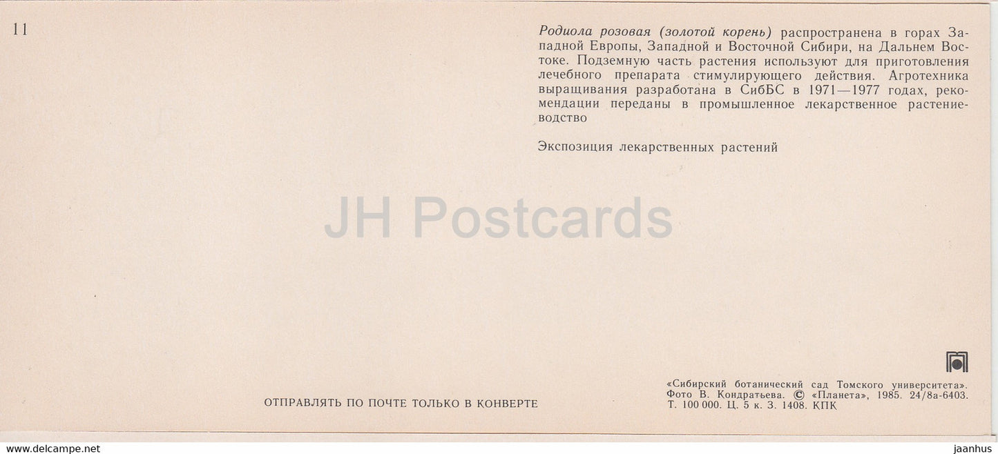 Rhodiola rosea – Sibirischer Botanischer Garten – 1985 – Russland UdSSR – unbenutzt