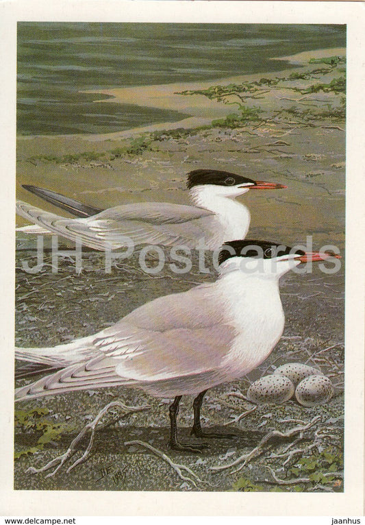Caspian tern - Hydroprogne caspia - birds - 1987 - Russia USSR - unused