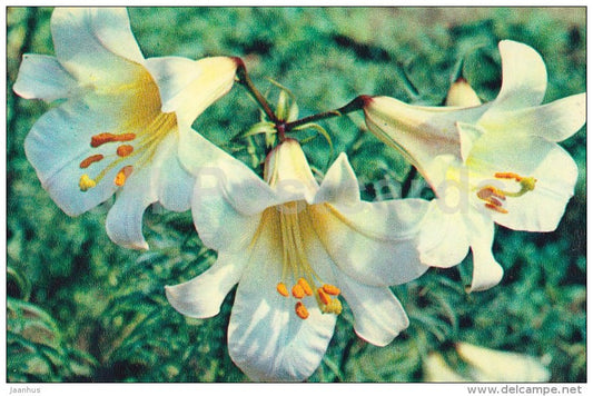 Lily Centifolium - flowers - 1972 - Russia USSR - unused - JH Postcards