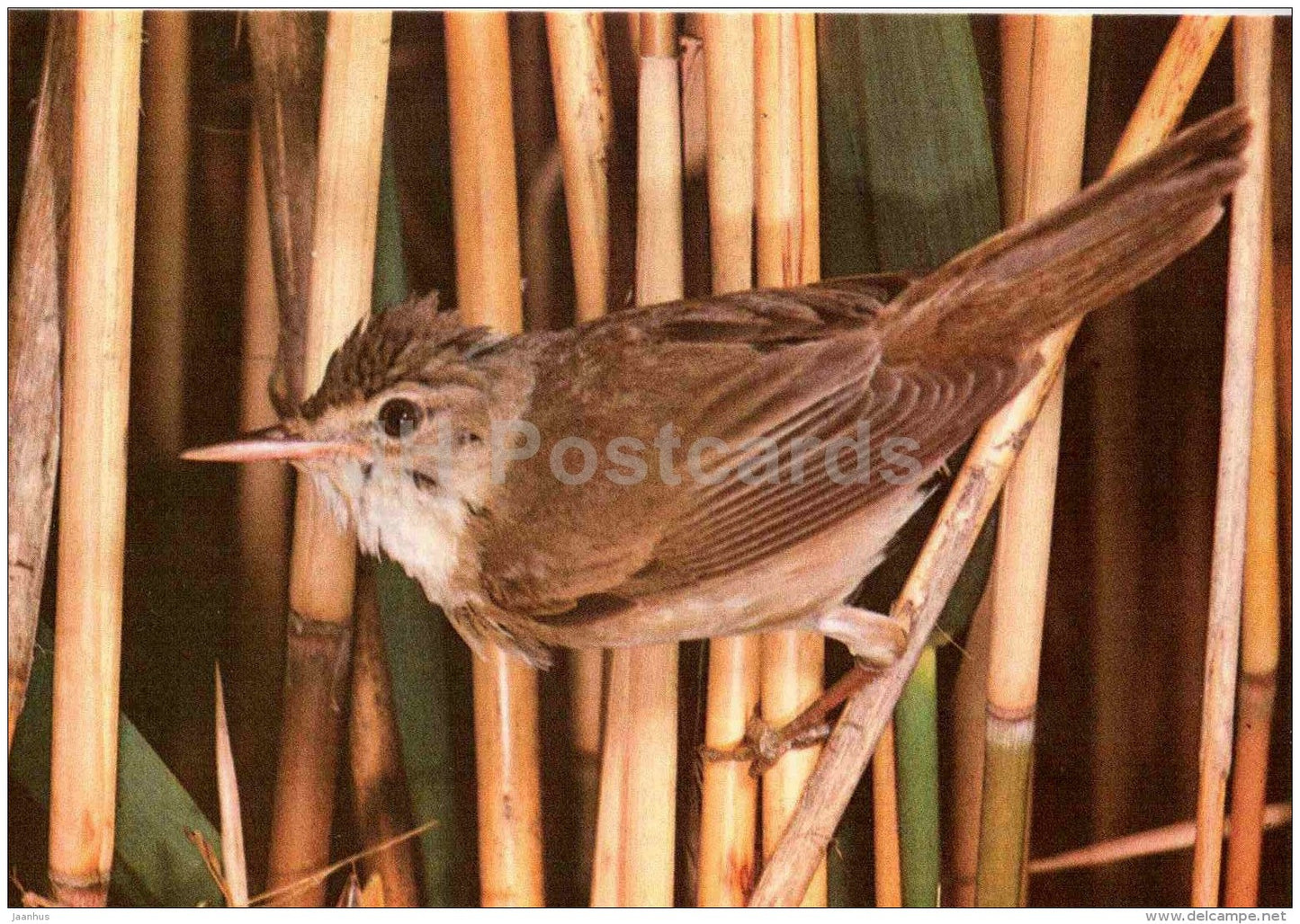 Eurasian reed warbler - Acrocephalus scirpaceus - bird - Estonian Birds - 1987 - Estonia USSR - unused - JH Postcards