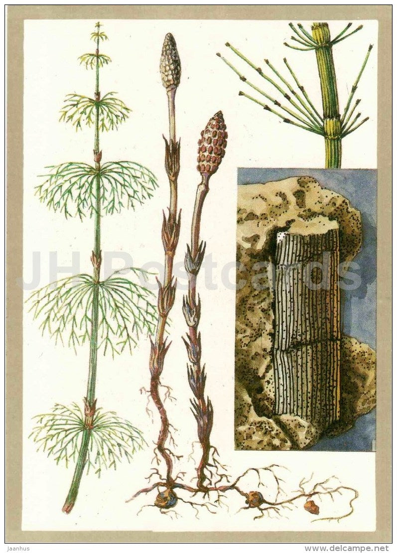 Equisetum - Calamites - fossil -  Protected Animals and Plants - 1983 - Russia USSR - unused - JH Postcards