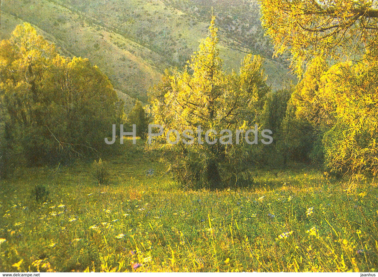 Juniper forest of the Zaamin reserve - Nature Trails - 1981 - Uzbekistan USSR - unused - JH Postcards