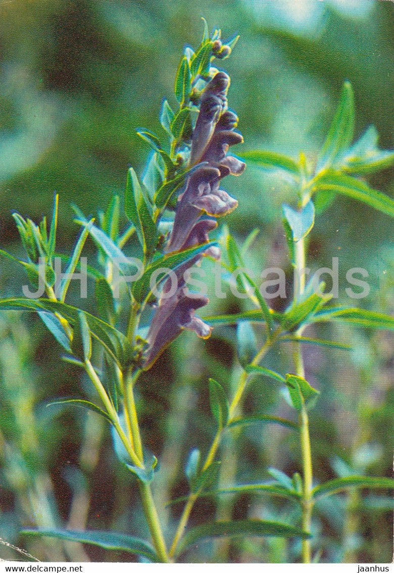 Baikal skullcap - Scutellaria baicalensis - Medicinal Plants - 1980 - Russia USSR - unused - JH Postcards