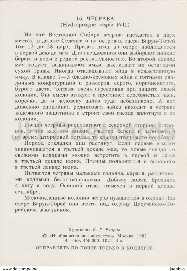 Raubseeschwalbe - Hydroprogne caspia - Vögel - 1987 - Russland UdSSR - unbenutzt