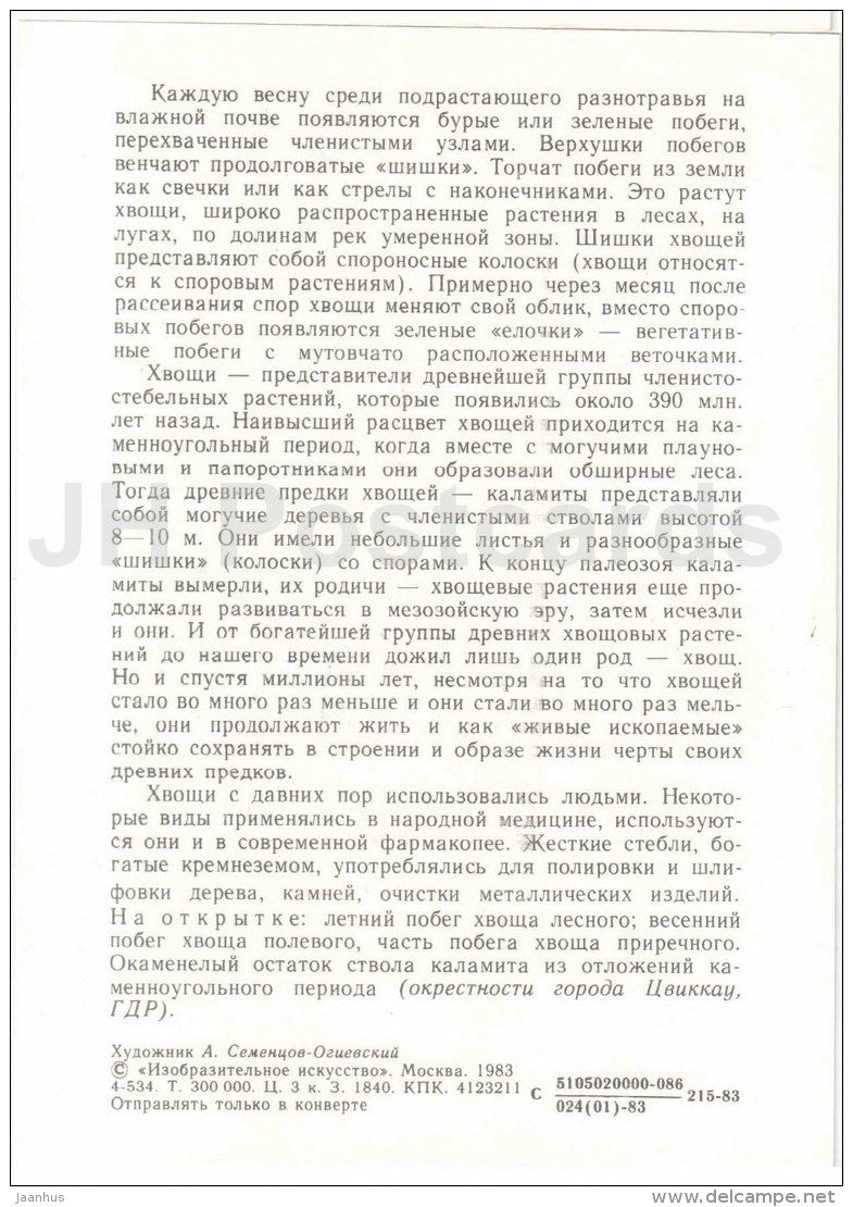 Equisetum - Calamites - fossil -  Protected Animals and Plants - 1983 - Russia USSR - unused - JH Postcards