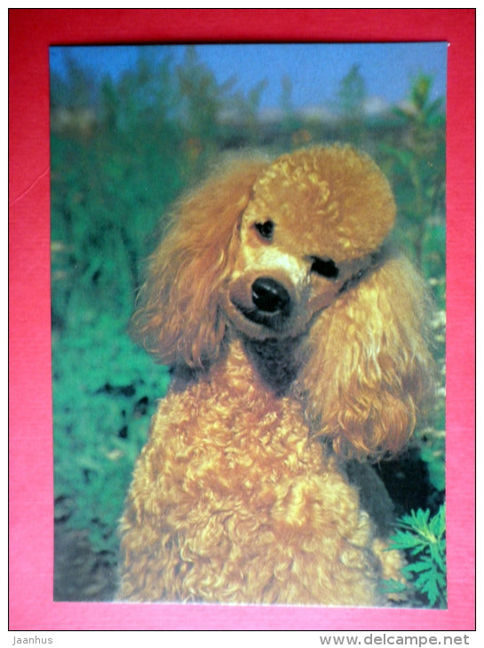 Apricot Poodle - dog - 1990 - Russia USSR - unused - JH Postcards