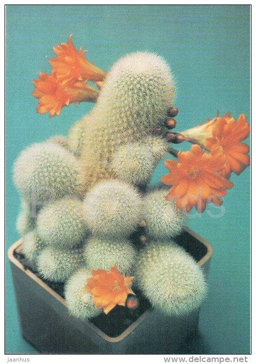 Flame Crown - Rebutia muscula - cactus - plants - 1990 - Russia USSR - unused - JH Postcards