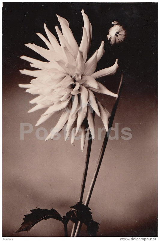 Dahlia - flowers - Latvia USSR - used - JH Postcards