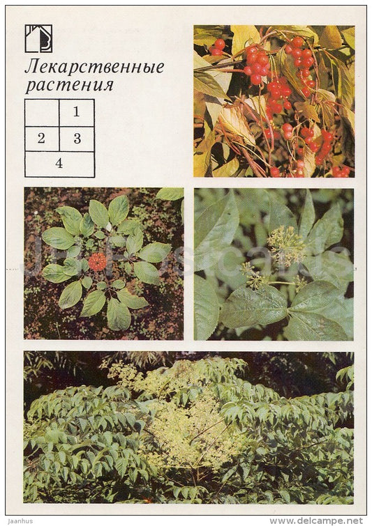 Five-flavor berry - Ginseng - Siberian Ginseng - Medicinal Plants - Herbs - 1988 - Russia USSR - unused - JH Postcards