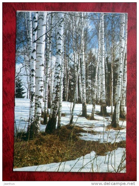 Birches - nature - forest - 1983 - Russia - USSR - unused - JH Postcards