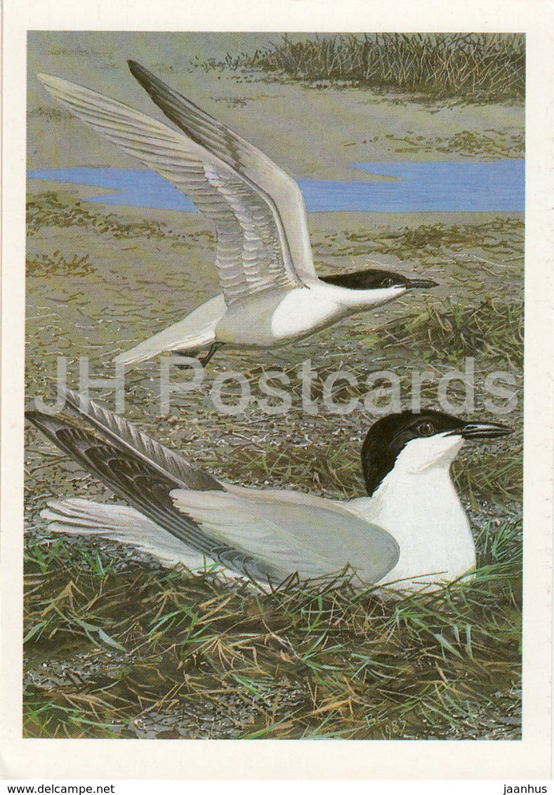 Gull-billed tern - Gelochelidon nilotica - birds - 1987 - Russia USSR - unused