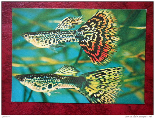 Guppy - Poecilia reticulata - aquarium fish - 1980 - Russia USSR - unused - JH Postcards