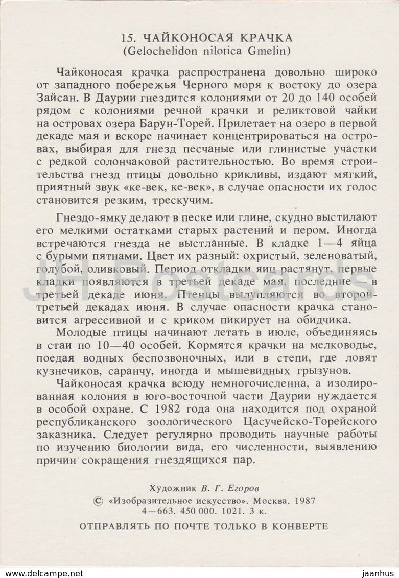 Möwenschnabelseeschwalbe - Gelochelidon nilotica - Vögel - 1987 - Russland UdSSR - unbenutzt