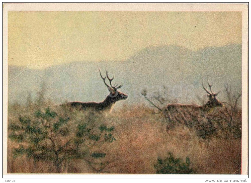Bactrian deer - Cervus elaphus bactrianus - 1958 - Tajikistan USSR - unused - JH Postcards