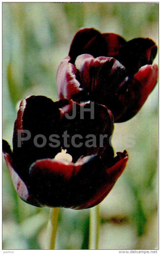 Philippe de Comines - tulip - flowers - 1969 - Russia USSR - unused - JH Postcards