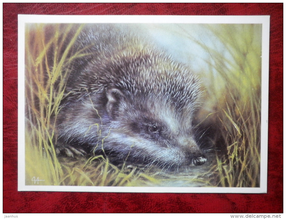 European hedgehog by A. Isakov - Erinaceus europaeus - animals - 1989 - Russia - USSR - unused - JH Postcards