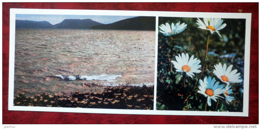 lake Komandor on Bering island - flowers - Komandorski Commander islands - 1975 - Russia USSR - unused - JH Postcards