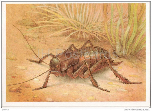 Bradyporus multituberculatus - Grasshopper - Cricket - insects - 1990 - Russia USSR - unused - JH Postcards