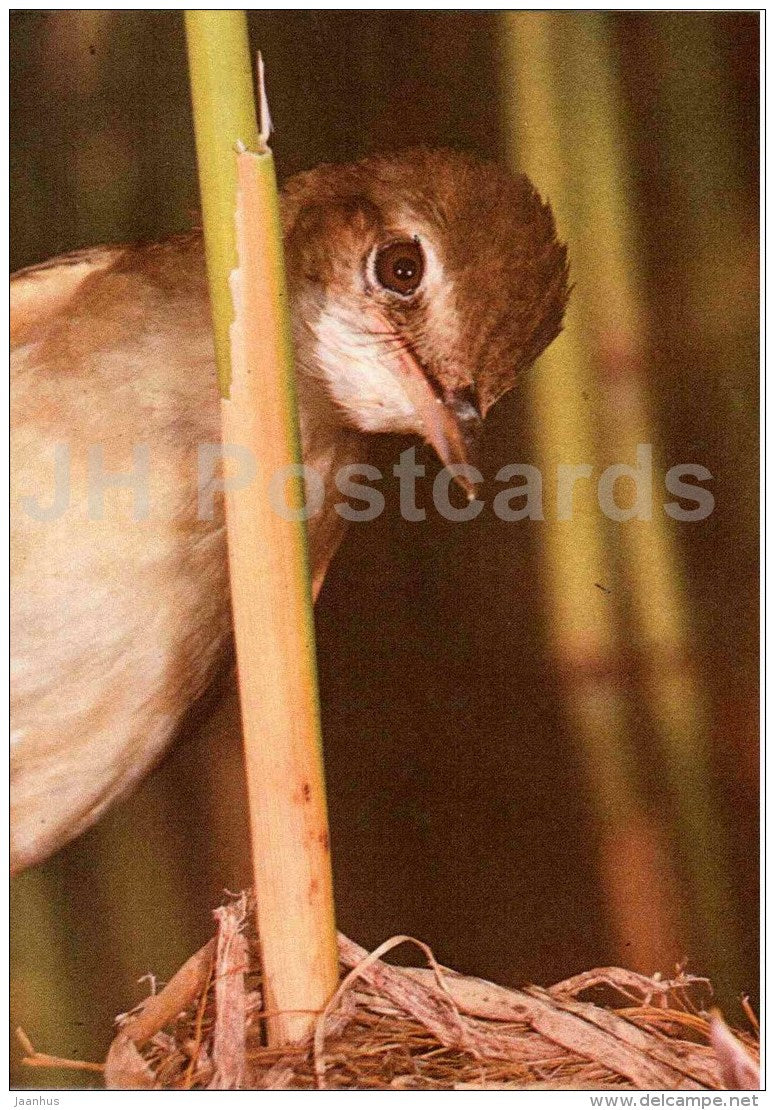 Great reed warbler - Acrocephalus arundinaceus - bird - Estonian Birds - 1987 - Estonia USSR - unused - JH Postcards