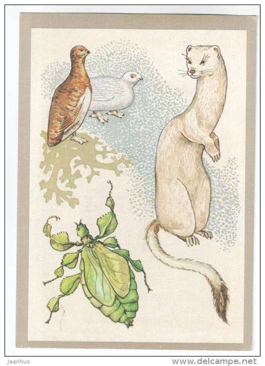 Phylliidae - Ermine - ptarmigan - dismember coloring - seasonal coloring - 1988 - Russia USSR - unused - JH Postcards