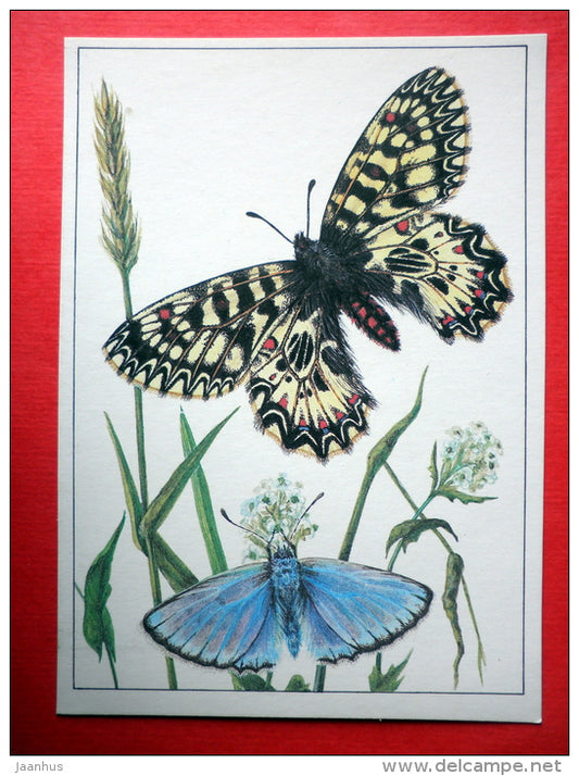 The Meleager´s Blue - The Southern Festoon , Zerynthia polyxena - insects - 1987 - Russia USSR - unused - JH Postcards
