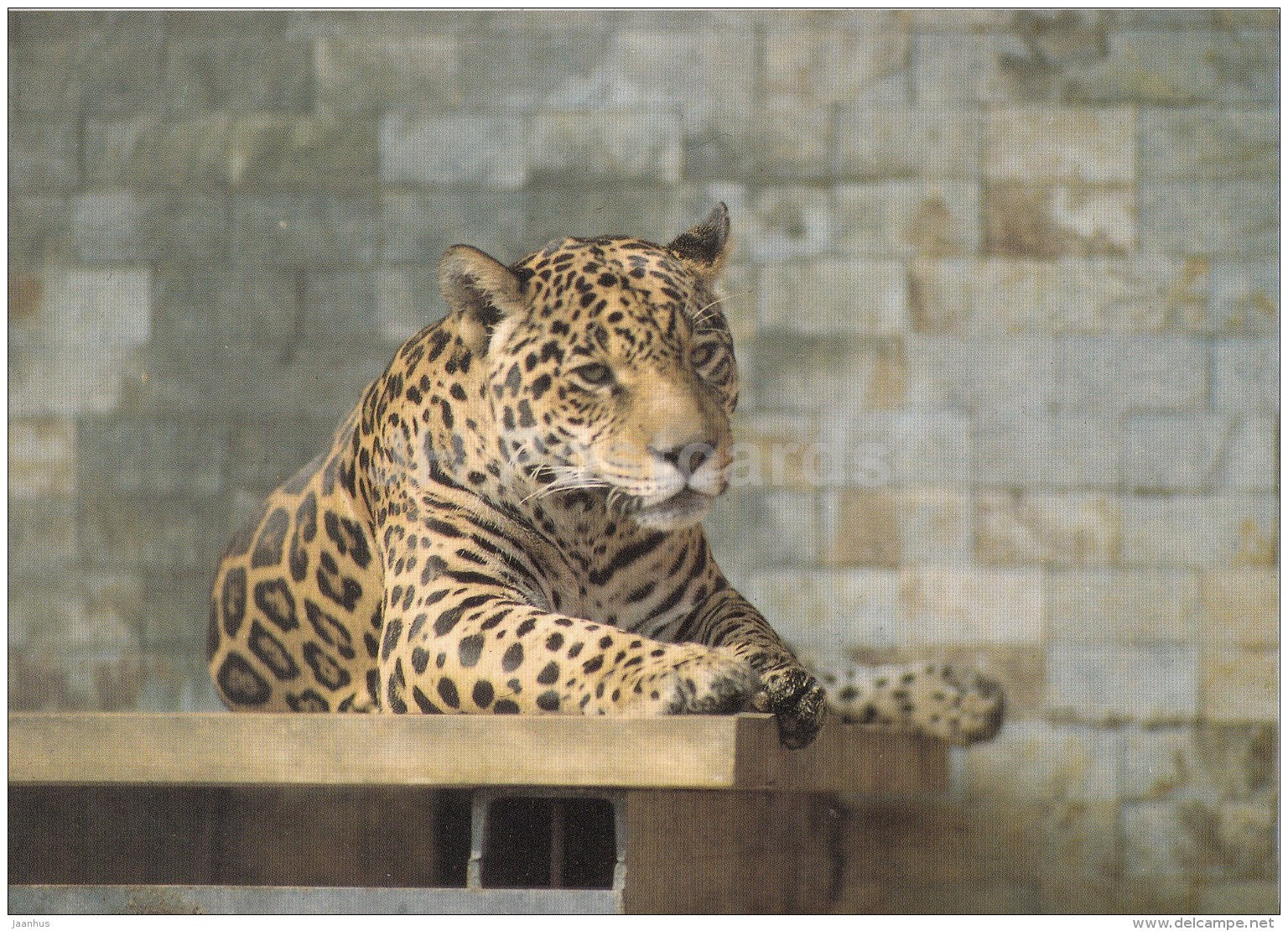 Jaguar - Panthera Onca - animals - Zoo - Czechoslovakia - unused - JH Postcards