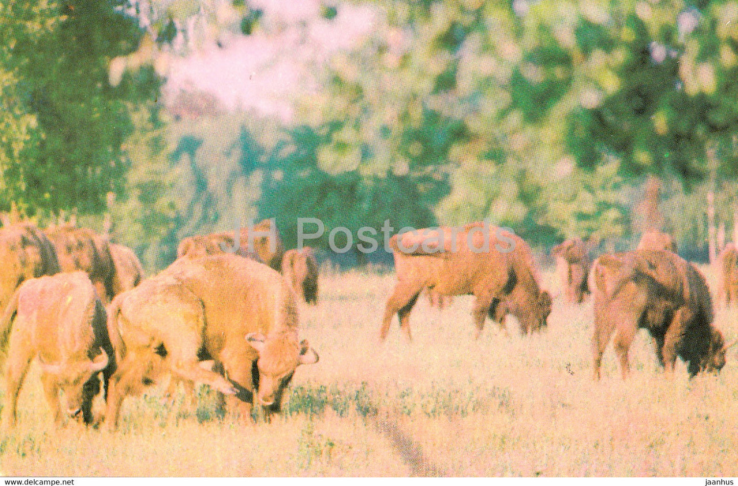 Belovezhskaya Pushcha National Park - The Aurochs is the Puscha's Old Timer - 1981 - Berarus USSR - unused - JH Postcards