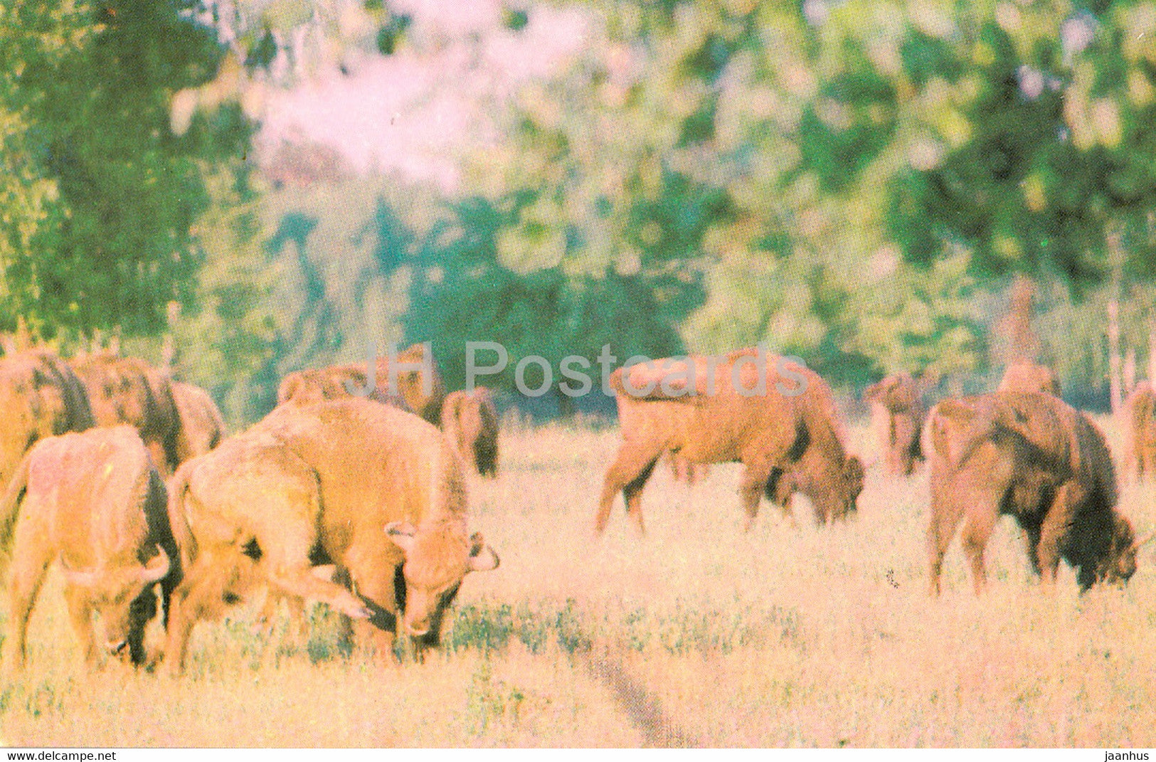 Belovezhskaya Pushcha National Park - The Aurochs is the Puscha's Old Timer - 1981 - Berarus USSR - unused - JH Postcards