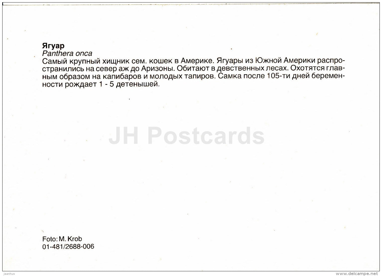 Jaguar - Panthera Onca - animals - Zoo - Czechoslovakia - unused - JH Postcards