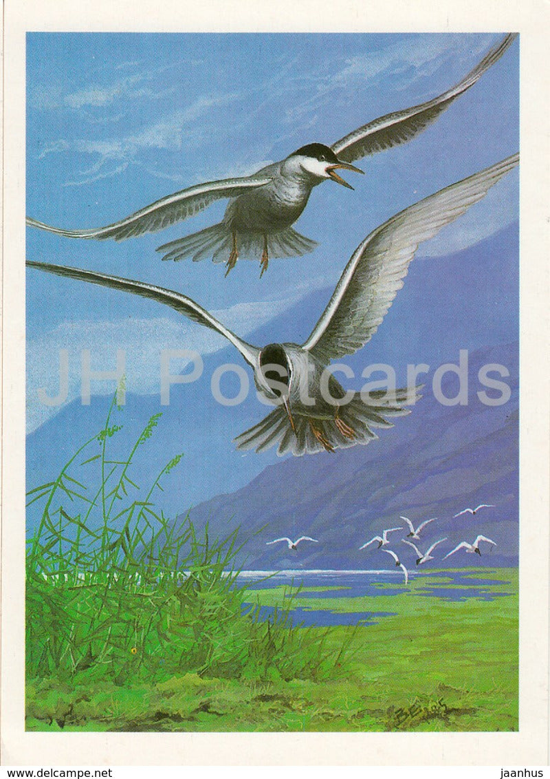 Whiskered tern - Chlidonias hybrida - birds - 1987 - Russia USSR - unused