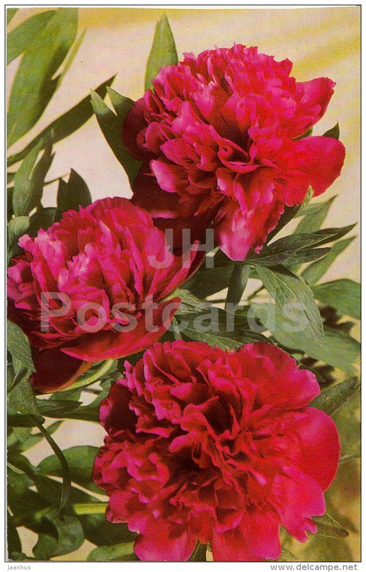 Red Peonies - flowers - Estonia USSR - used - JH Postcards