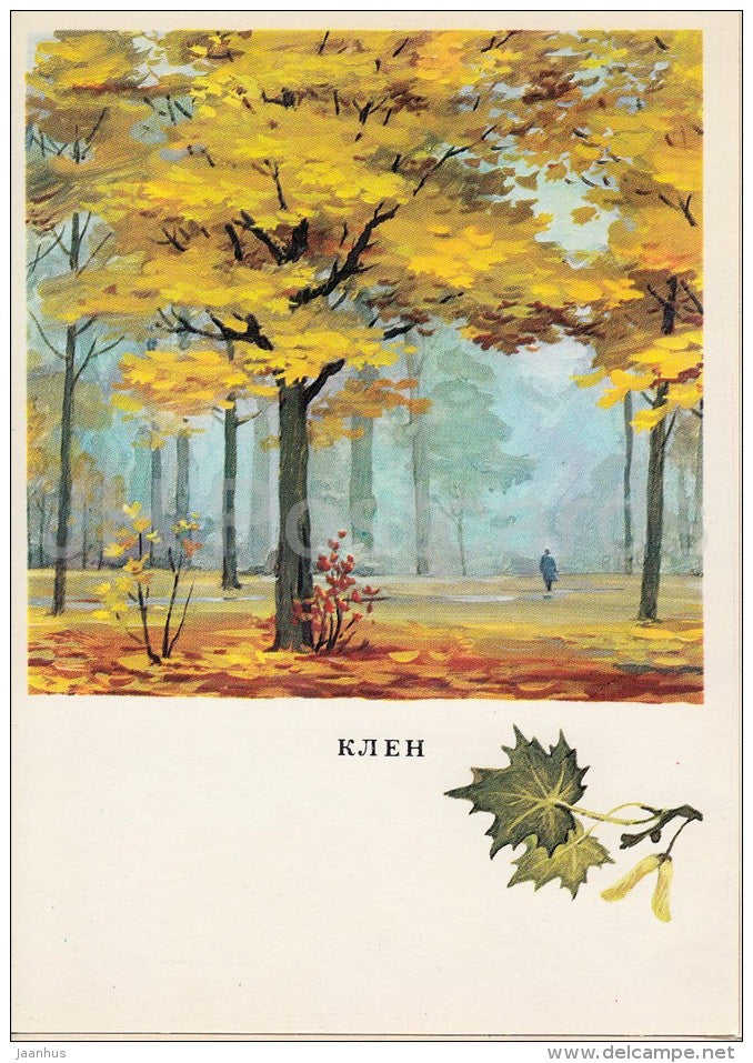 Maple - Acer - Russian Forest - trees - illustration by G. Bogachev - 1979 - Russia USSR - unused - JH Postcards