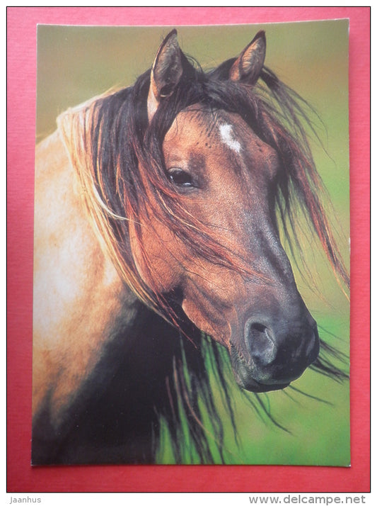 horses - brown horse - new postcard - unused - JH Postcards