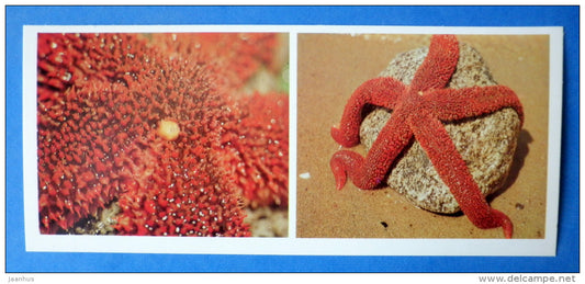 Starfish ,  Aphelasterias japonica - Japanese sea - 1977 - Russia USSR - unused - JH Postcards