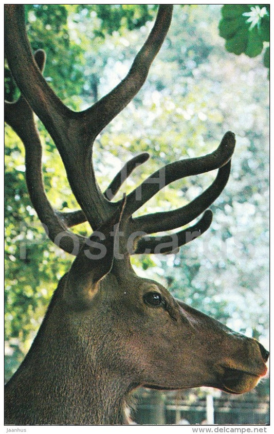 Red deer - Cervus elaphus - Zoo - 1976 - Russia USSR - unused - JH Postcards