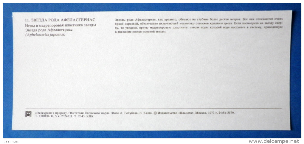 Starfish ,  Aphelasterias japonica - Japanese sea - 1977 - Russia USSR - unused - JH Postcards