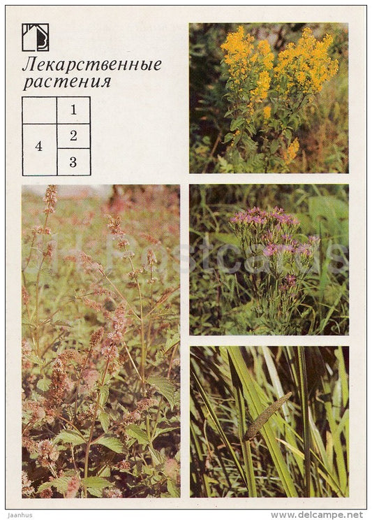 Perforate St John's-wort - European centaury - Sweet Flag - Medicinal Plants - Herbs - 1988 - Russia USSR - unused - JH Postcards
