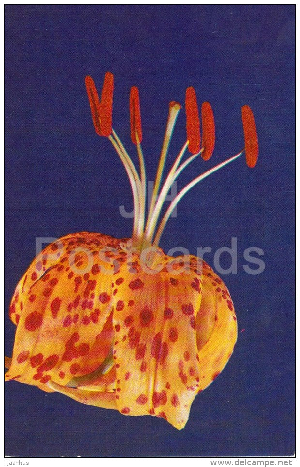 Shuksan - flowers - Lily - Russia USSR - 1981 - unused - JH Postcards