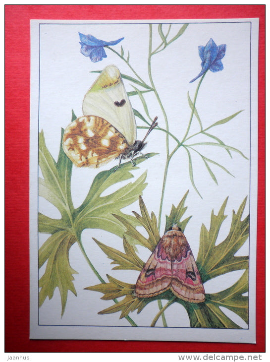 Chariclea delphinii - Sooty orange tip , Zegris eupheme - insects - 1987 - Russia USSR - unused - JH Postcards