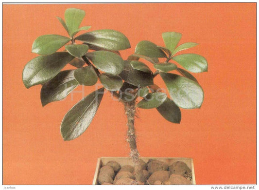 Pereskia lyshnidiflora - cactus - plants - 1990 - Russia USSR - unused - JH Postcards