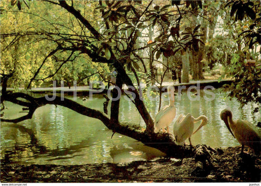 Gagra - The Park - birds - postal stationery - 1984 - Georgia USSR - unused - JH Postcards