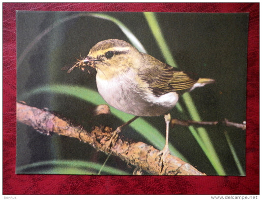 Wood Warbler - Phylloscopus sibilatrix - birds - 1987 - Estonia - USSR - used - JH Postcards