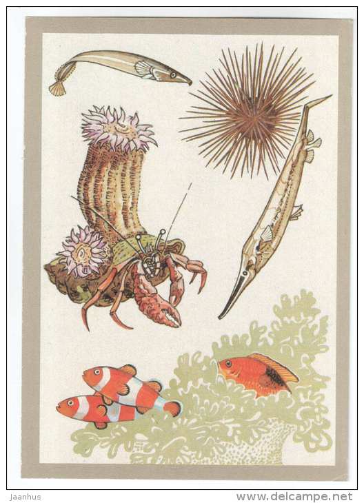 Amphiprioninae - Razorfish - Sea Urchin - Long-snout clingfish - reliable defenders - 1988 - Russia USSR - unused - JH Postcards