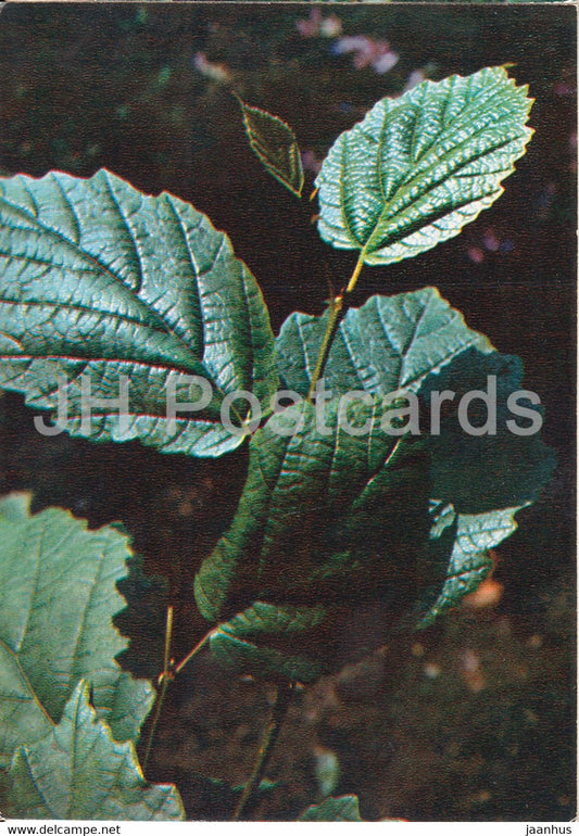 American witch-hazel - Hamamelis virginiana - Medicinal Plants - 1980 - Russia USSR - unused - JH Postcards