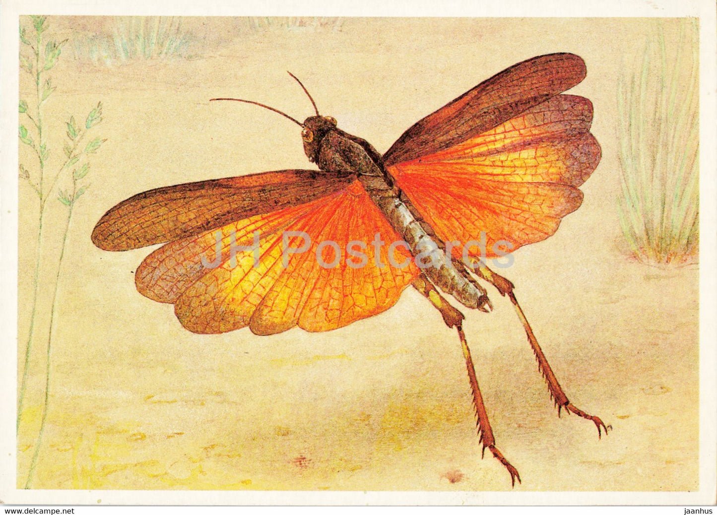 Psophus stridulus - The Rattle grasshopper - Insects - illustration - 1990 - Russia USSR - unused - JH Postcards